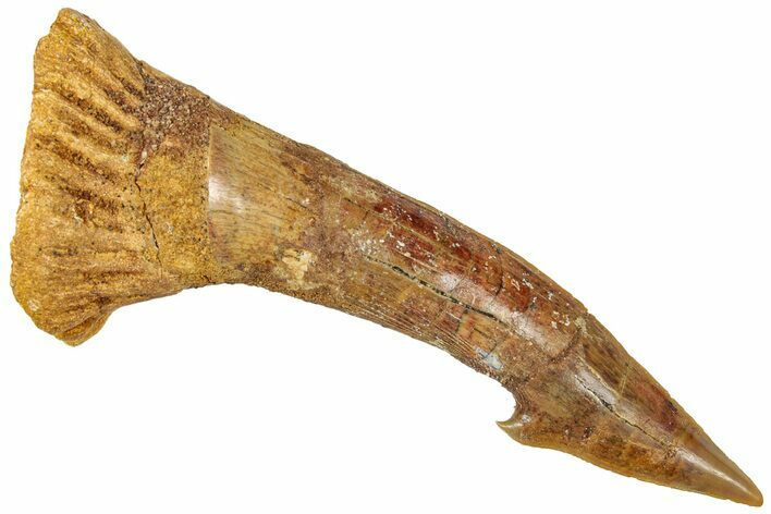 Fossil Sawfish (Onchopristis) Rostral Barb - Morocco #322866